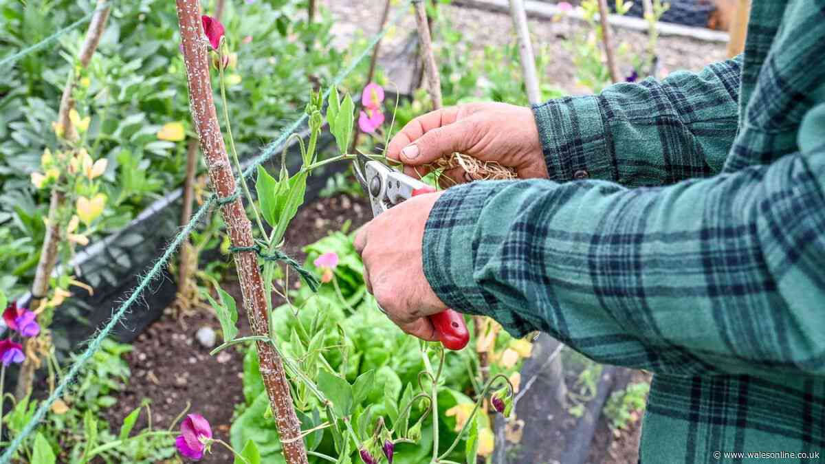 Monty Don says this October gardening step will give you earlier blooms