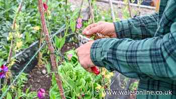 Monty Don says this October gardening step will give you earlier blooms