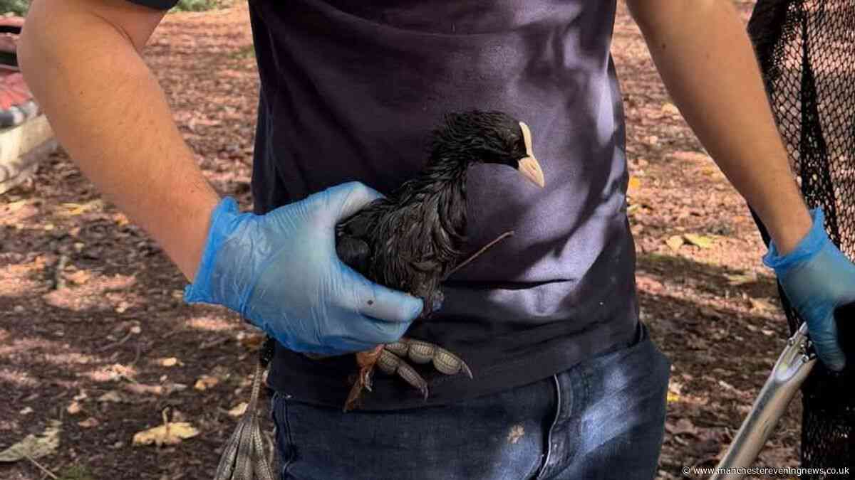 Fury as oil spill on Heaton Park boating lake kills bird with others badly injured