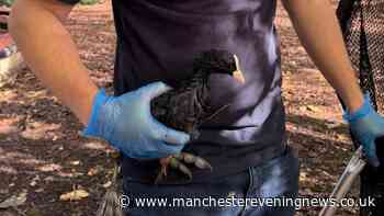 Fury as oil spill on Heaton Park boating lake kills bird with others badly injured