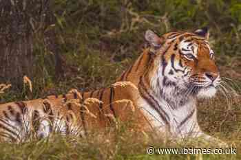 Yorkshire Wildlife Park Tiger Attack: Disability Claims Spark Backlash Over Victim-Blaming