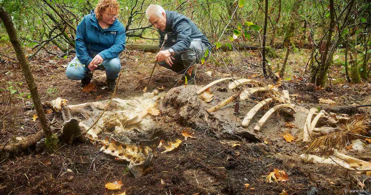 Dode dieren gaan vaker terug Brabantse bossen in: het buffet is geopend