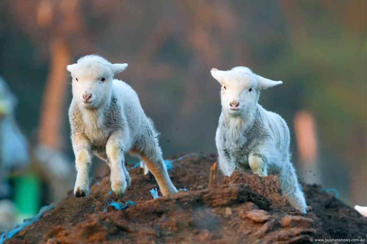 Opinion: Pressures build on lamb prices