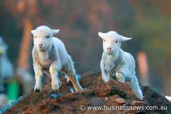 Opinion: Pressures build on lamb prices