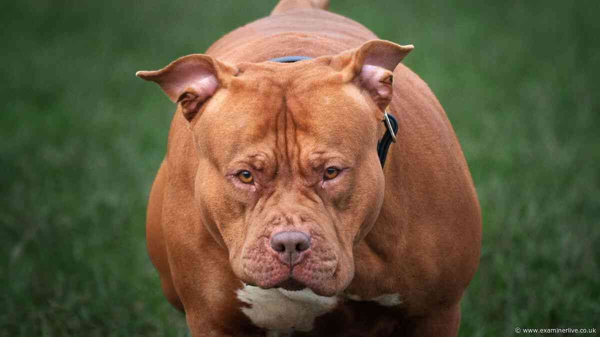 Letting agent attacked by XL Bully called Tank after owner told it to 'get him'