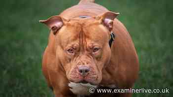 Letting agent attacked by XL Bully called Tank after owner told it to 'get him'
