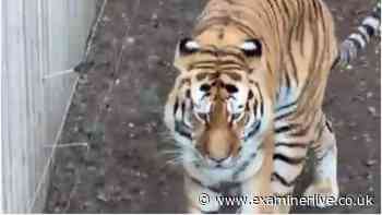 Yorkshire Wildlife Park reopening update as staff 'deeply affected' over tiger attack death