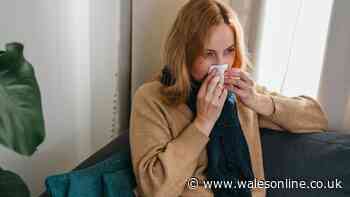 Flower remedy 'cuts chances of getting a cold by more than half'