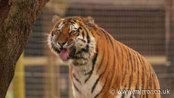 Man 'seen praying and speaking strange language' before jumping 15ft into tiger enclosure
