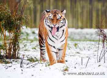 Yorkshire Wildlife Park reveals fate of tiger after man killed in enclosure as attraction stays closed