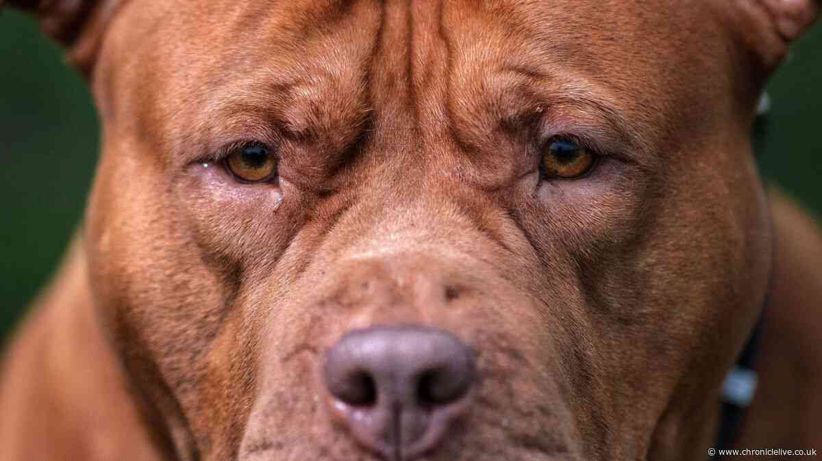 XL Bully to be destroyed after owner told him to 'get' Bolton letting agent