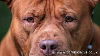 XL Bully to be destroyed after owner told him to 'get' Bolton letting agent