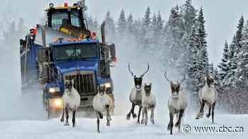 How a loophole in Canada's species-at-risk law can leave wildlife in limbo