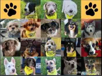 Vote for Fort Wayne's cutest dog
