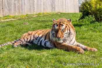 Who Is Altai? Tiger Involved in Fatal Yorkshire Wildlife Park Attack Arrived From Norway Months Earlier