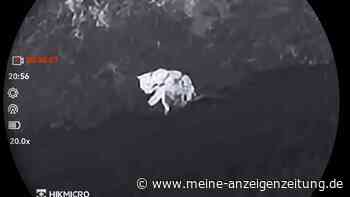 Puma-Suche im Landkreis Erding: Hubschrauber im Einsatz – so geht es jetzt weiter