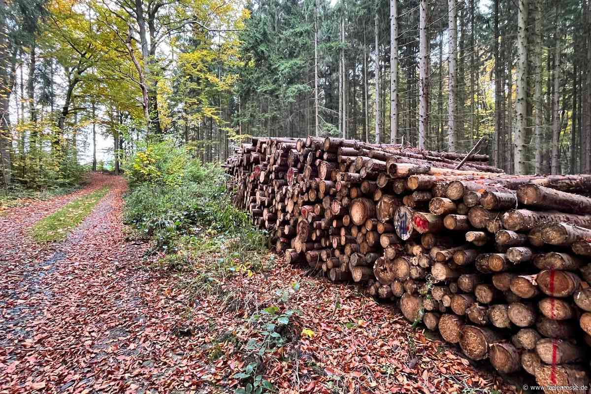 Stadt im Vogtland vergrößert ihren Waldbesitz
