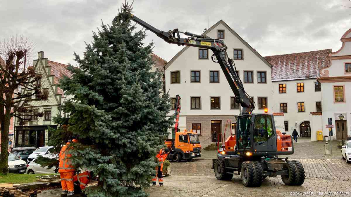 Fällung und Entsorgung kostenlos: Wer hat einen Christbaum für die Stadt Neuburg?
