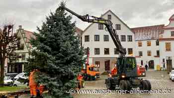 Fällung und Entsorgung kostenlos: Wer hat einen Christbaum für die Stadt Neuburg?