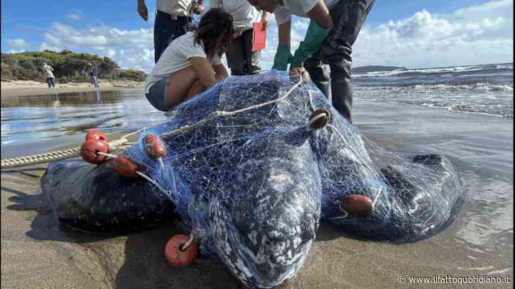 Una tartaruga Liuto di quasi due metri trovata morta sulla spiaggia della Feniglia: il “gigante dei mari” è rimasto intrappolato nelle reti