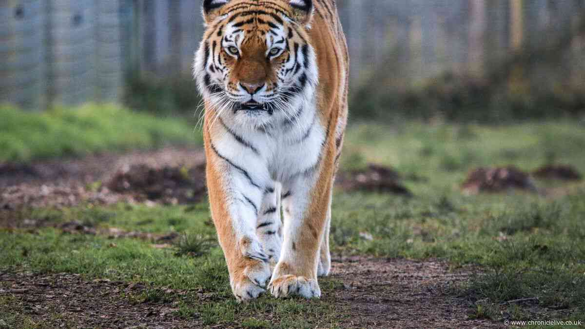 Tiger victim's final action before being pounced on at Yorkshire Wildlife Park