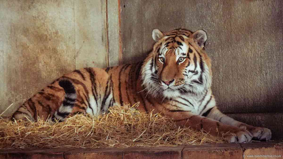Yorkshire Wildlife Park tiger 'didn't intend to kill man', animal keeper claims