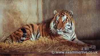 Yorkshire Wildlife Park tiger 'didn't intend to kill man', animal keeper claims