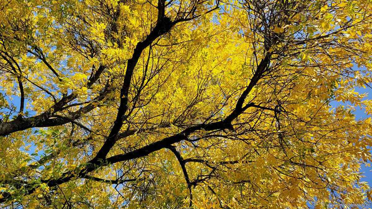 Warm herfstweer keert terug, temperatuur stijgt tot ruim 20 graden