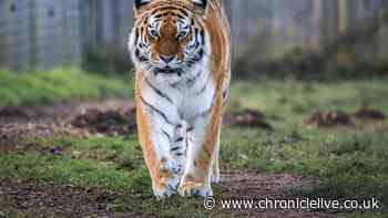 Tiger victim's final action before being pounced on at Yorkshire Wildlife Park