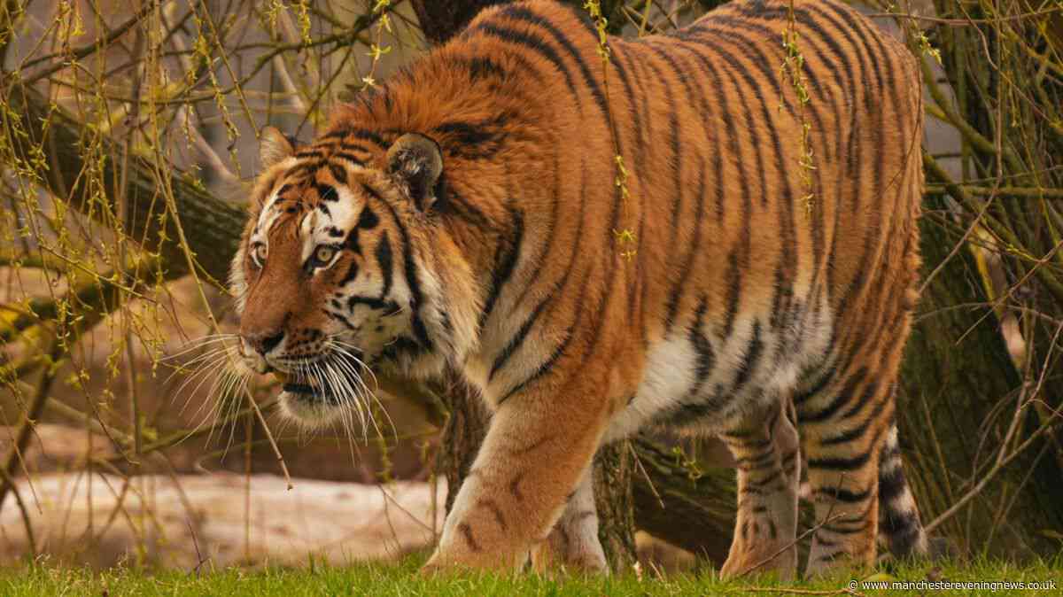 Zookeeper says Yorkshire Wildlife Park tiger Altai 'would eat me too' as they speak out on fatal attack