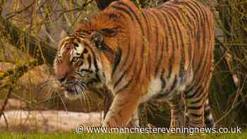 Zookeeper says Yorkshire Wildlife Park tiger Altai 'would eat me too' as they speak out on fatal attack