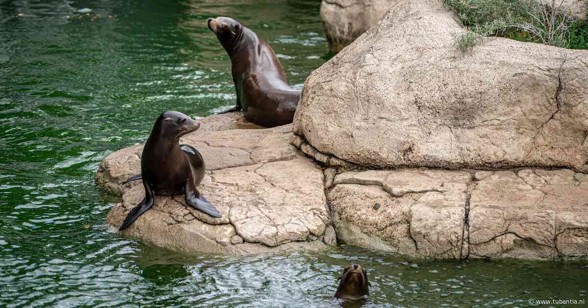 Kabinet komt met strengere regels voor dierentuinen, mogelijk volledig verbod op interactie met dieren