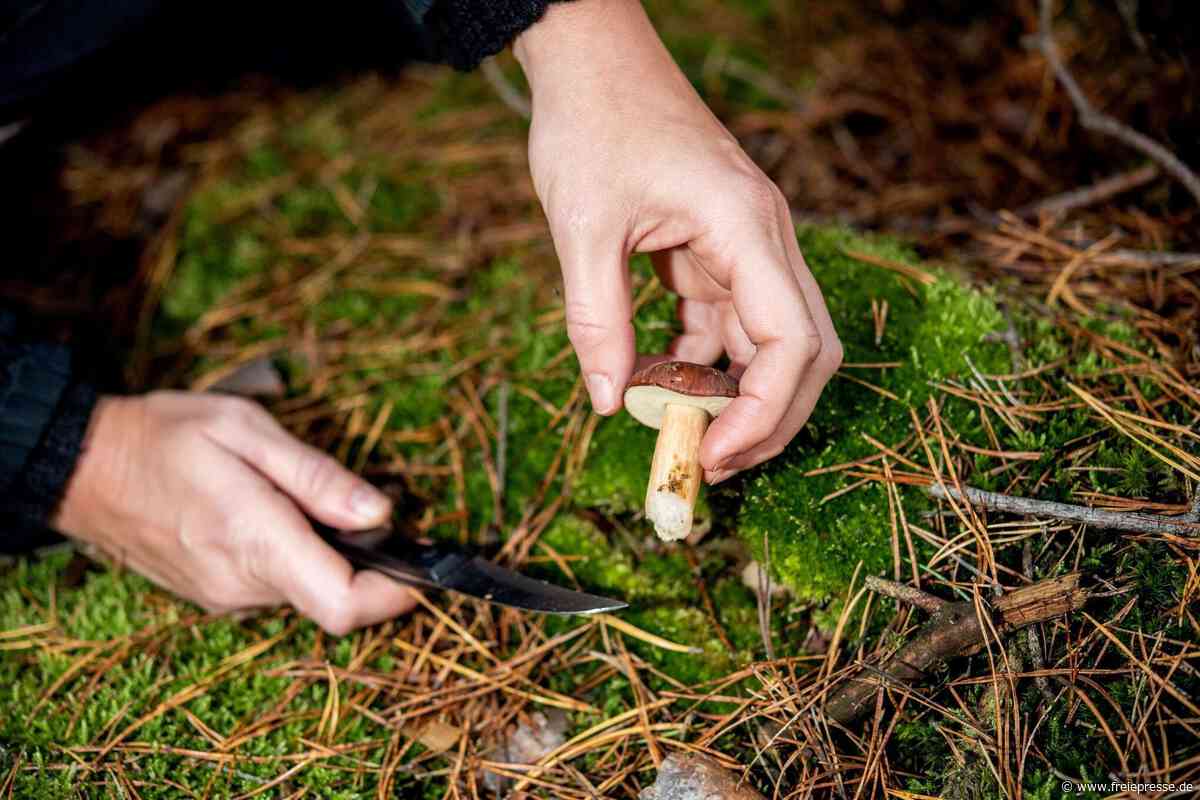Pilzberater geben Tipps in Reinsdorf