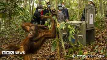 Orangutans released back into Borneo forest after devastating fires