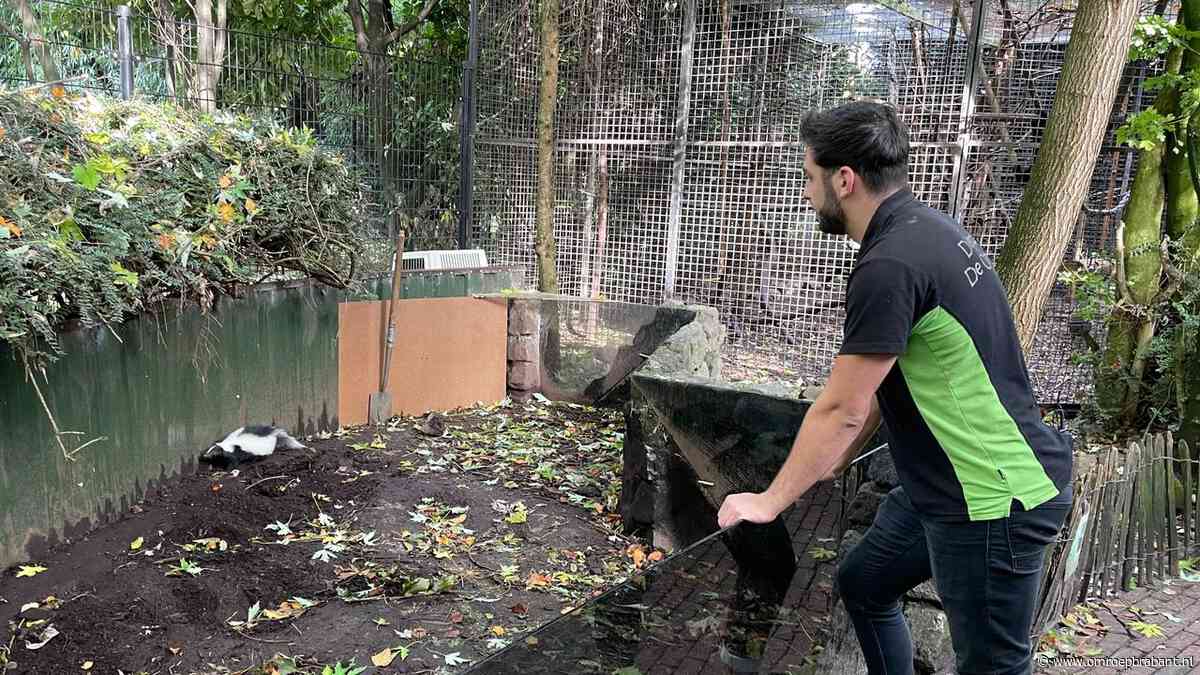 Dierenpark De Oliemeulen start crowdfunding: 'Hulp harder nodig dan ooit'