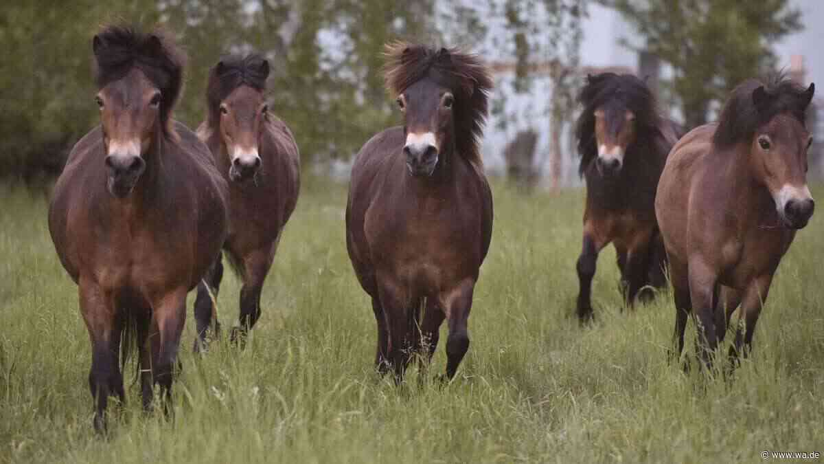 Exmoor Pony im Porträt: Herkunft, Aussehen, Charakter und Haltung