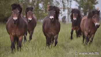 Exmoor Pony im Porträt: Herkunft, Aussehen, Charakter und Haltung