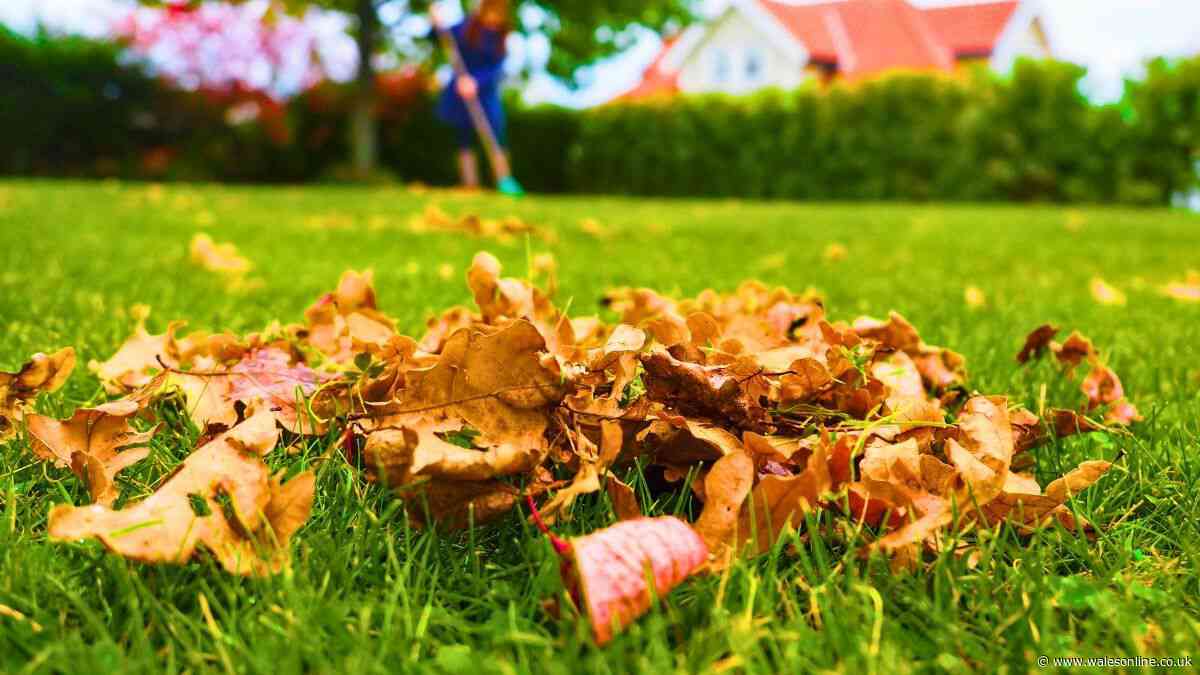 Lawns will stay healthy in cold weather if you do an easy gardening job in October