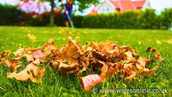 Lawns will stay healthy in cold weather if you do an easy gardening job in October