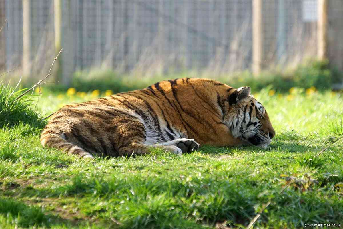 Yorkshire Wildlife Park Tiger Altai 'Will Not Be Euthanised' After Mauling Man to Death Inside Enclosure