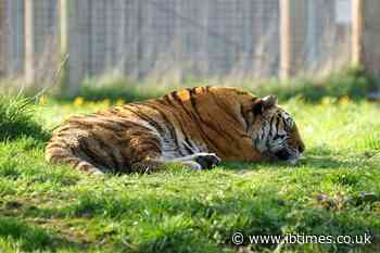Yorkshire Wildlife Park Tiger Altai 'Will Not Be Euthanised' After Mauling Man to Death Inside Enclosure