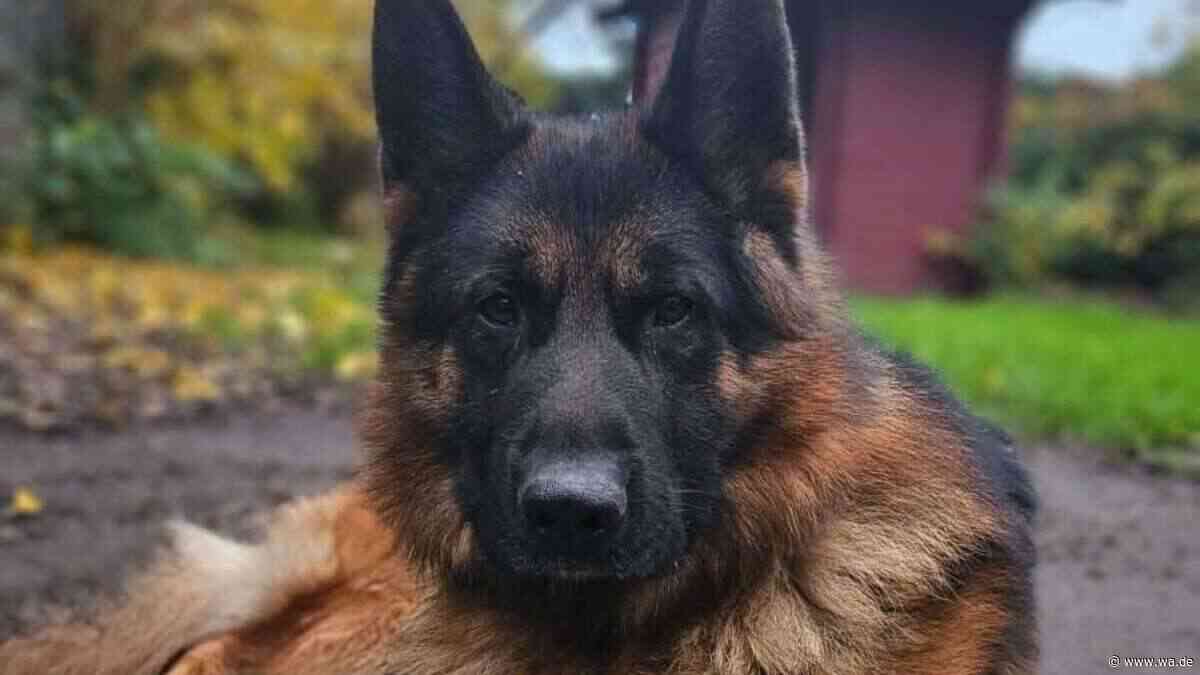 Schon seit mehr als drei Jahren im Tierheim: Rüde Jonny ist „nicht leicht zu erobern“