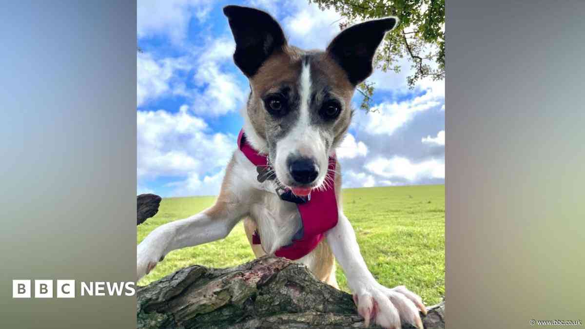 'Loneliest dog' finds home after 3 years in kennels