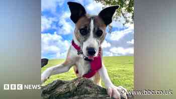 'Loneliest dog' finds home after 3 years in kennels