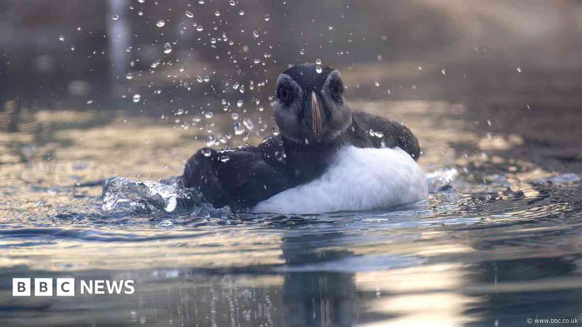Rescued puffin named during visit to supermarket