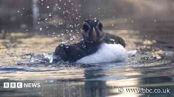 Rescued puffin named during visit to supermarket