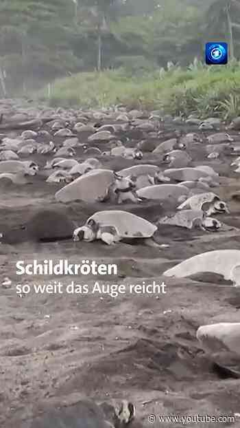 Naturspektakel: Zehntausende Schildkröten erobern Strand von Costa Rica #nachrichten #tagesschau