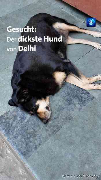 Gesucht: Der dickste Hund von Delhi #nachrichten #tagesschau #indien #hund