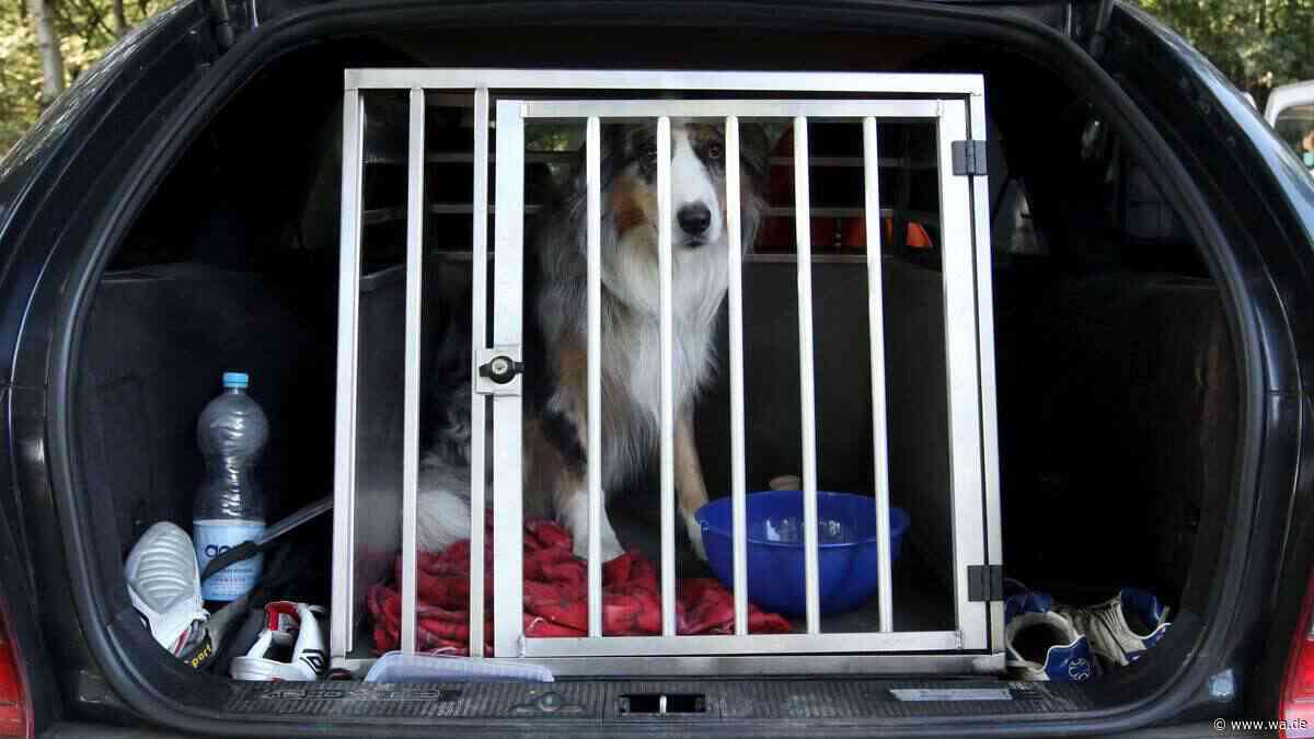 Reisen mit Hund: Praktische Tipps für einen entspannten Urlaub