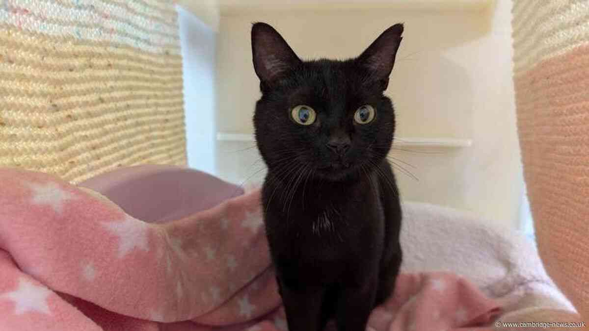 Urgent plea issued after animals found crammed inside home